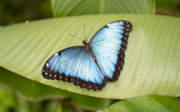 Joeri verzorgt blauwe morpho’s
