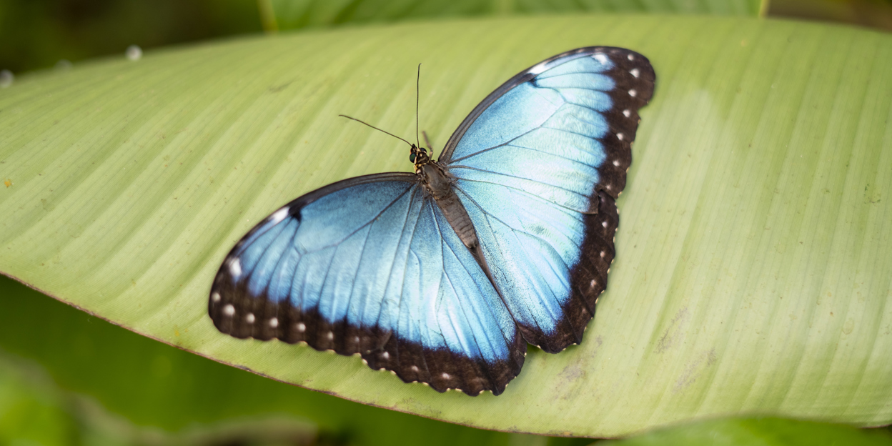 Joeri verzorgt blauwe morpho’s
