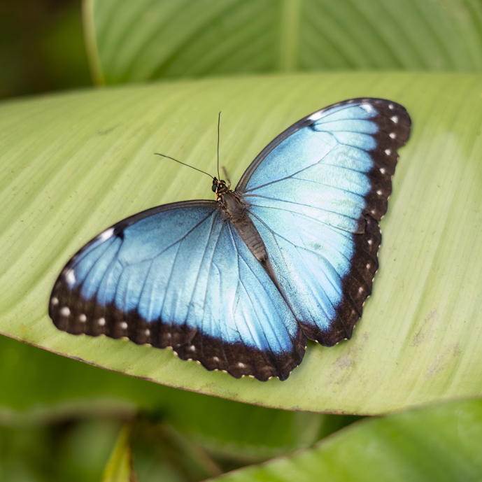 Joeri verzorgt blauwe morpho’s