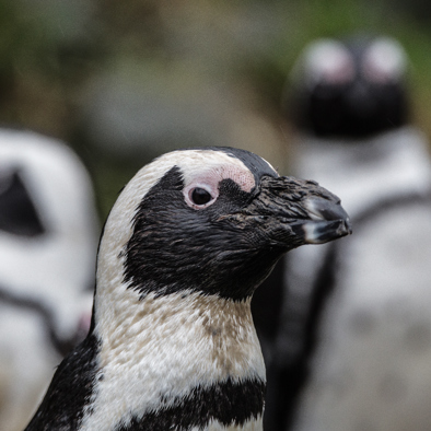 Bedreiging en bescherming