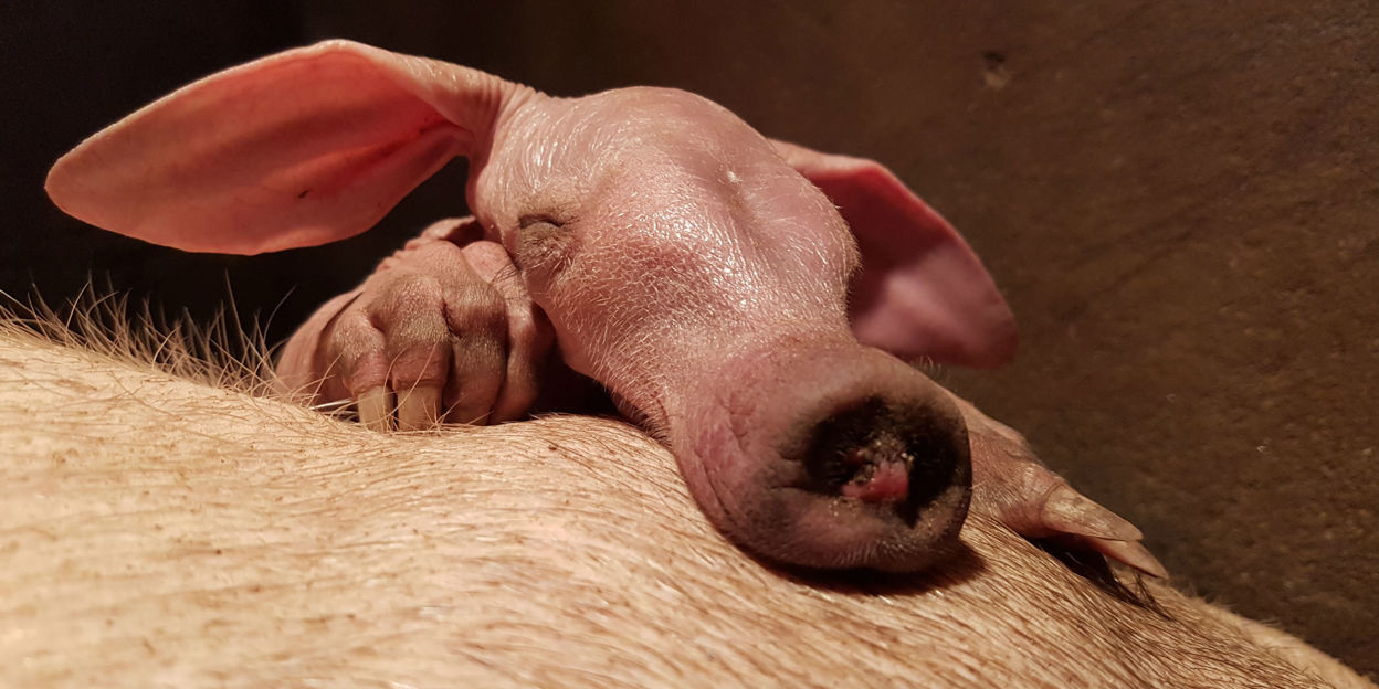 Europa's succesvolste aardvarkenfokker bereikt bijzondere mijlpaal!