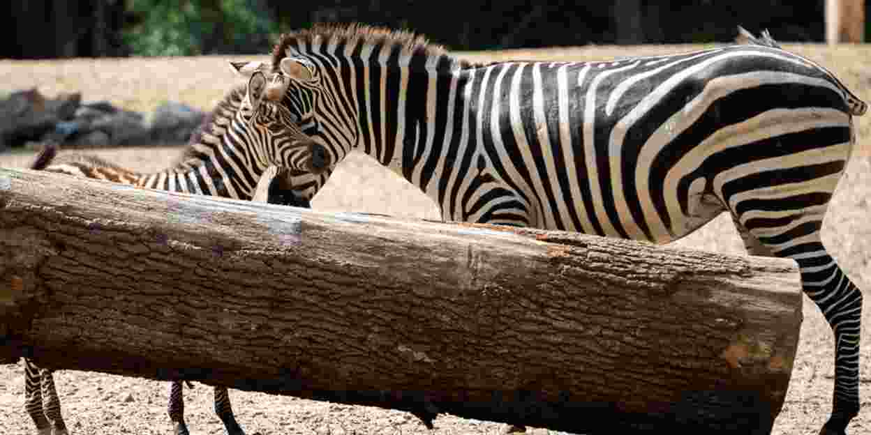 Twee jonge zebra's verkennen de savannevlakte