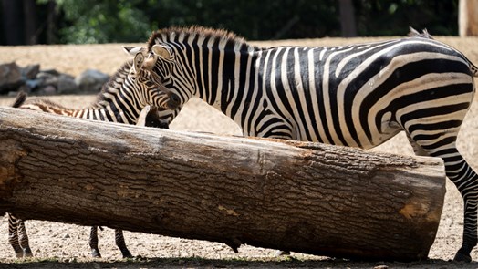 Twee jonge zebra's verkennen de savannevlakte