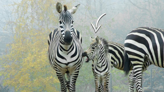 Zebrajong maakt op eerste levensdag kennis met andere savannebewoners