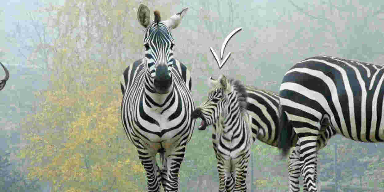 Zebrajong maakt op eerste levensdag kennis met andere savannebewoners