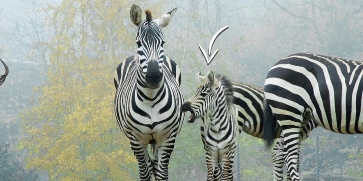 Zebrajong maakt op eerste levensdag kennis met andere savannebewoners
