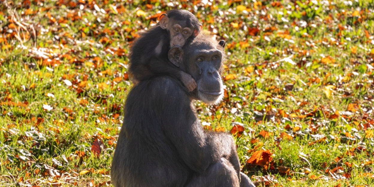 Jaaroverzicht 2024: Chimpansees Burgers' Zoo aten geen bananen