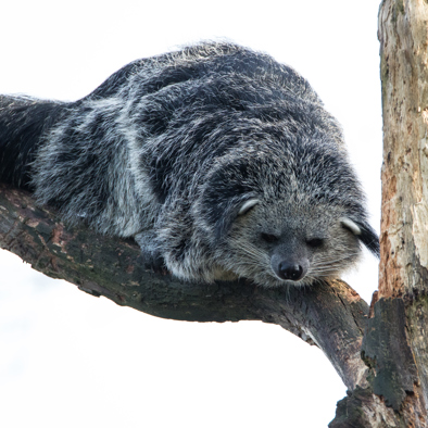 Bedreiging en bescherming