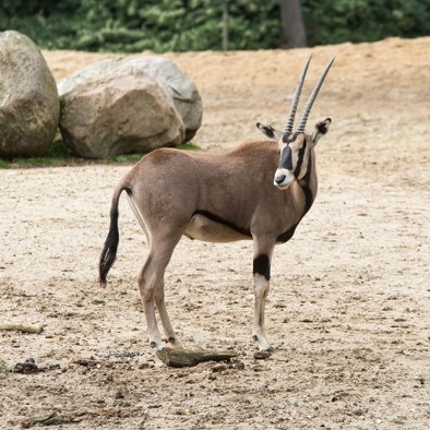 Bedreiging en bescherming