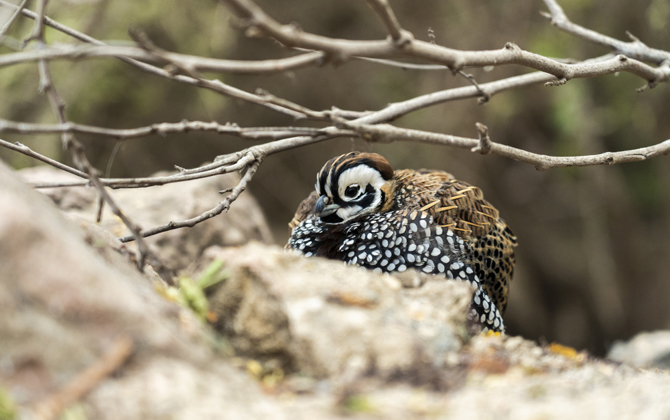 Camouflage bij dieren: het opgaan in de omgeving (Desert)