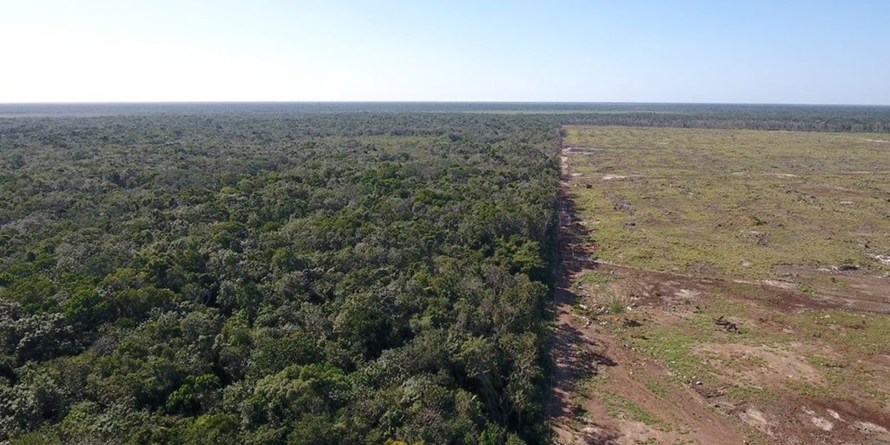Natuurbehoud: CSFI Belize 