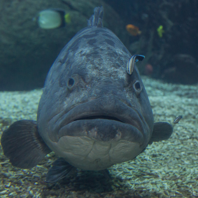 Gevlekte reuzentandbaars