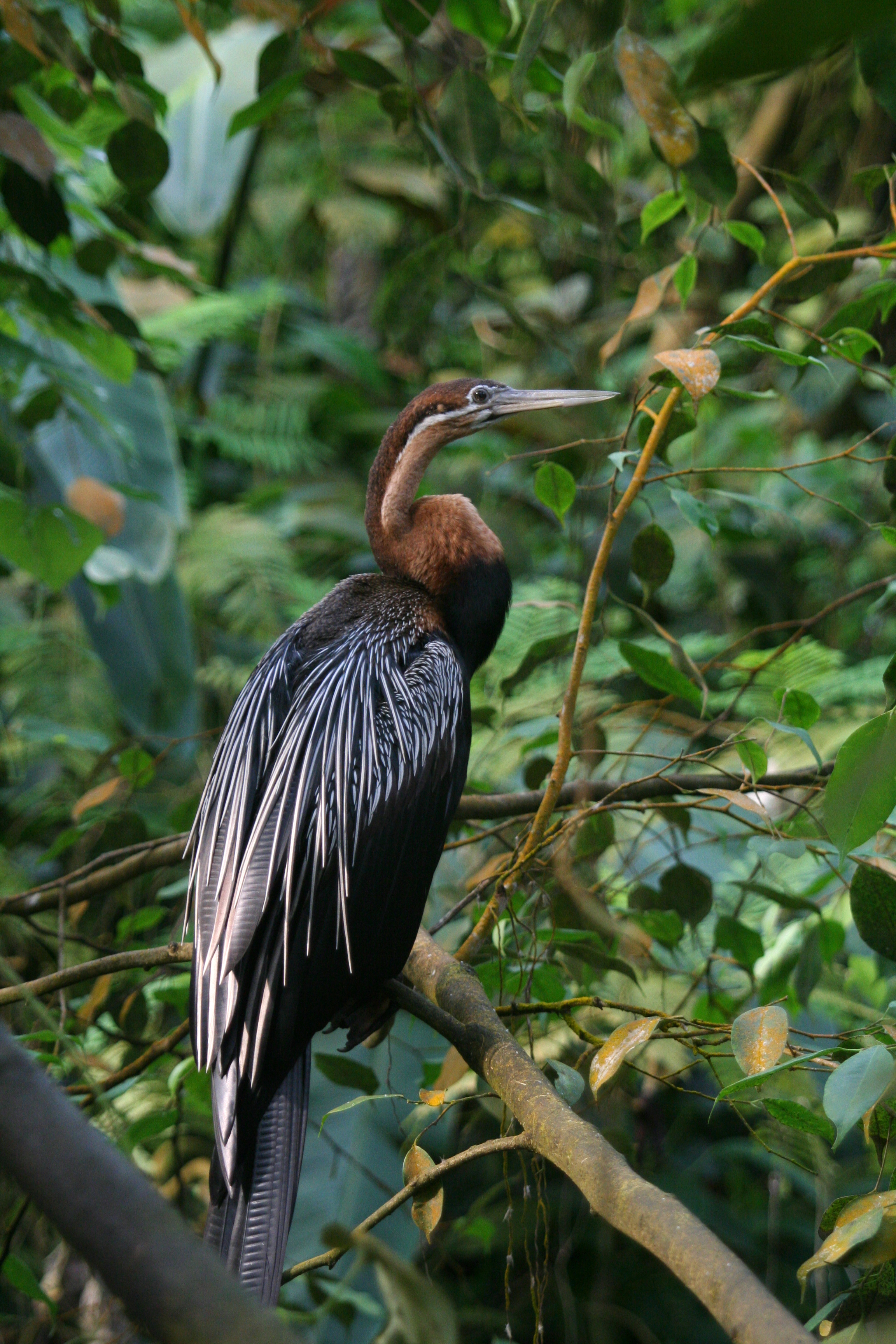 Slangen, vogels, leeuwen en strohalmen | Burgers' Zoo in Arnhem