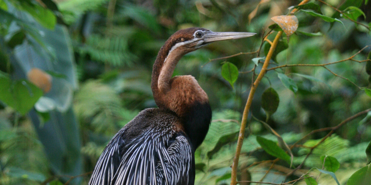 Slangen, vogels, leeuwen en strohalmen