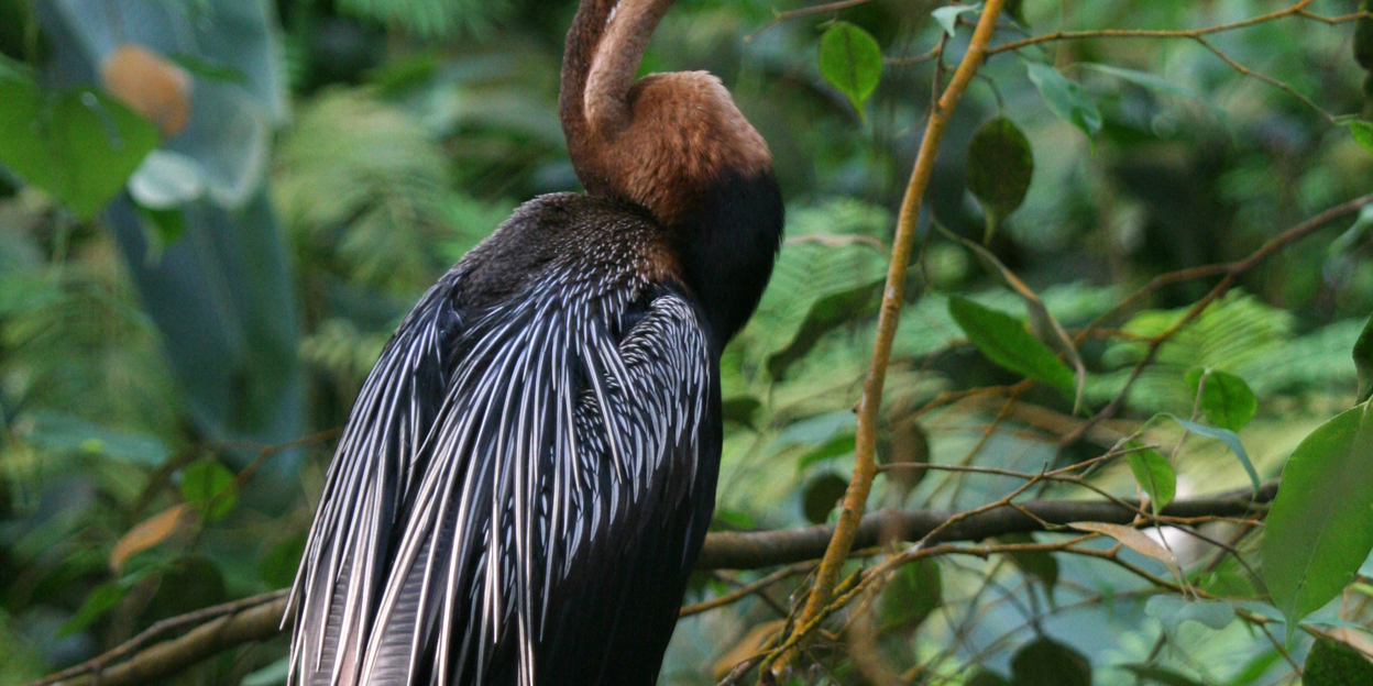 Slangen, vogels, leeuwen en strohalmen | Burgers' Zoo in Arnhem