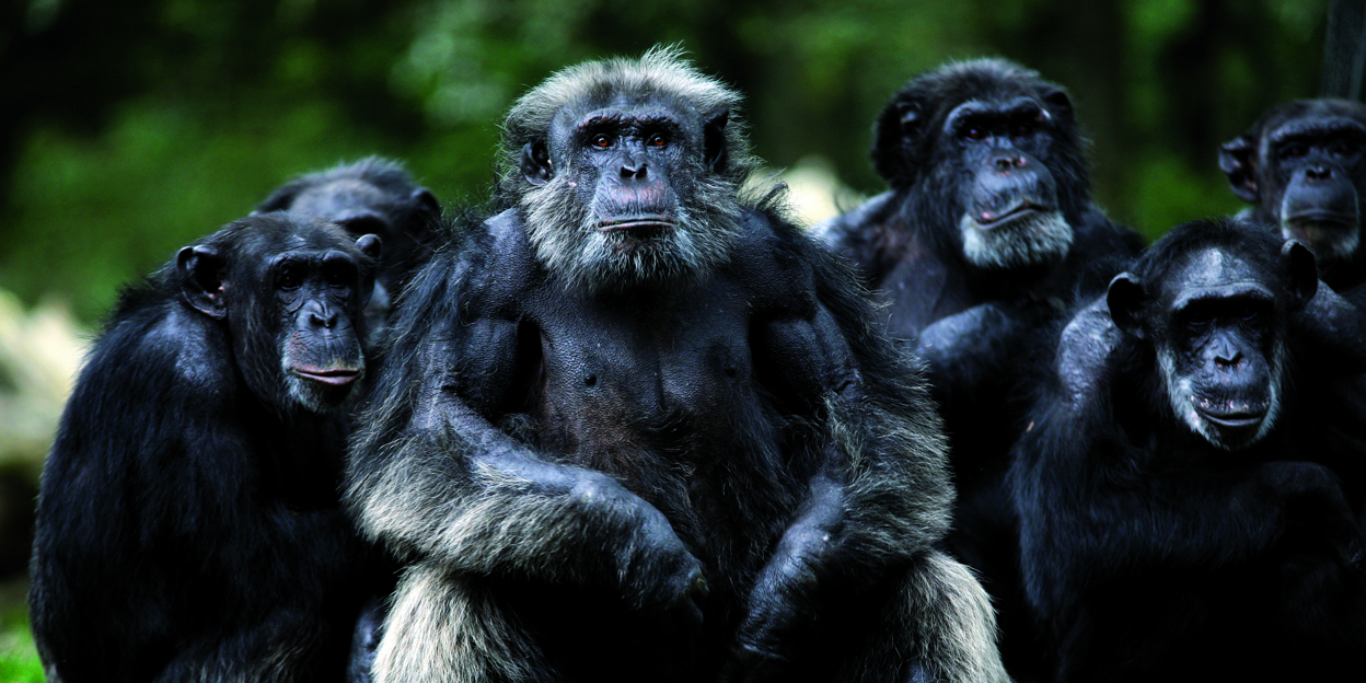 Chimpansees uit het westen?