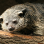 Lees meer over: Binturong