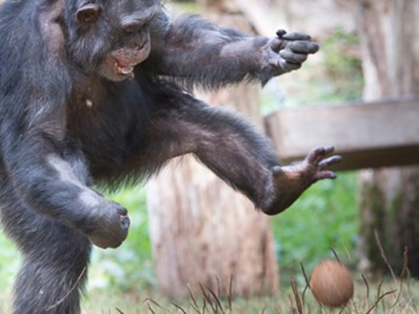Een revolutionaire chimpanseegroep