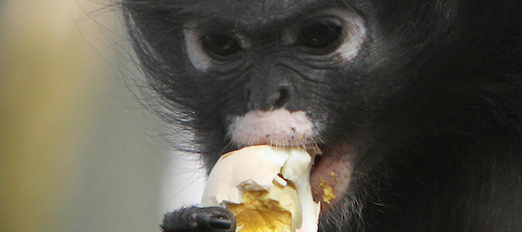 Pasen viert u met een heerlijke brunch in Burgers’ Zoo!