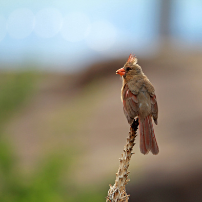Bedreiging en bescherming