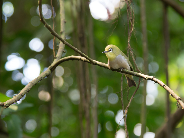 Voor de ware ontdekkingsreiziger