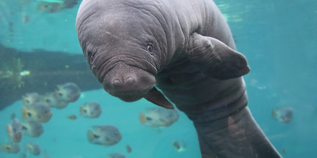 Burgers' Zoo verwelkomt jonge zeekoe