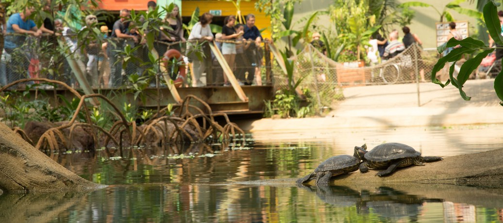 Volg de bouw van de Mangrove