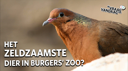 De Vraag Van Vandaag