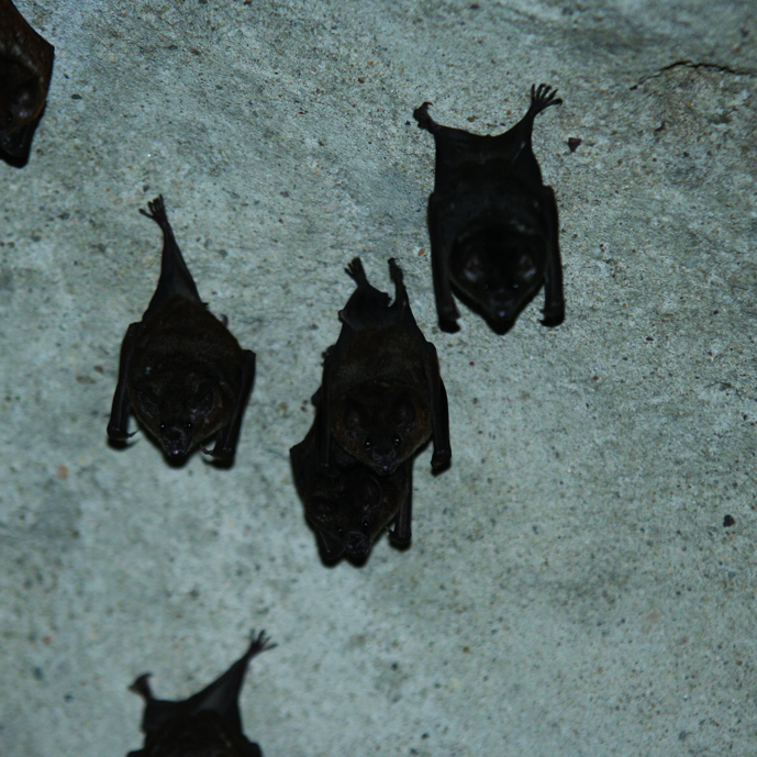 Vleermuizen in de Bush