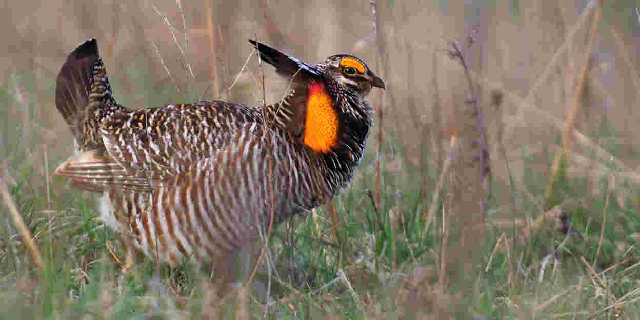 Prairie in Burgers’ Zoo