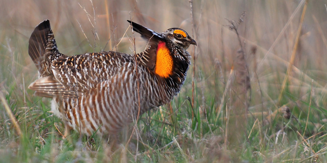 Prairie in Burgers’ Zoo
