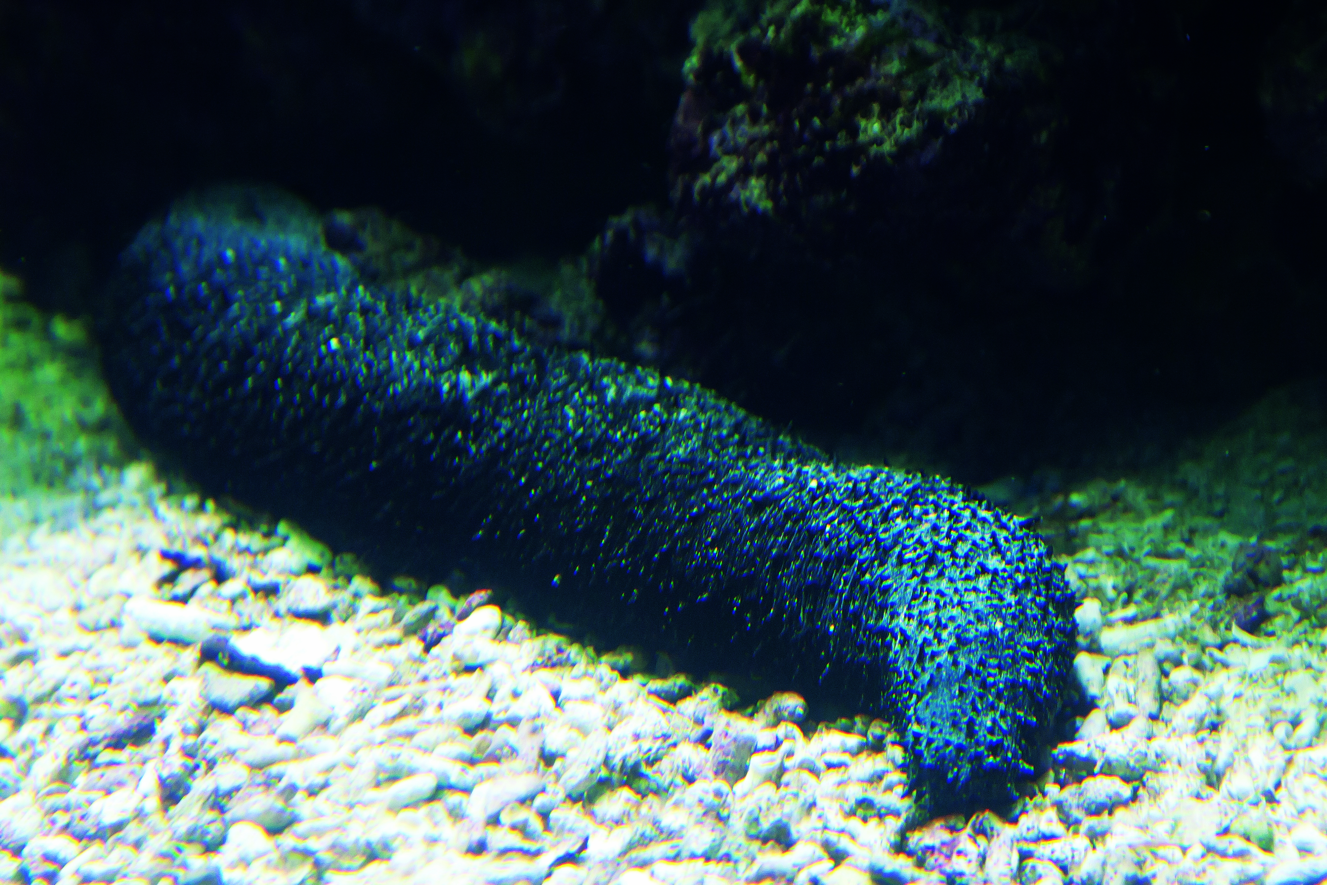 Zeekomkommer | Burgers' Zoo in Arnhem