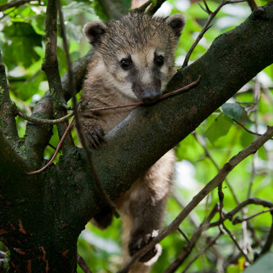 Over de voortplanting