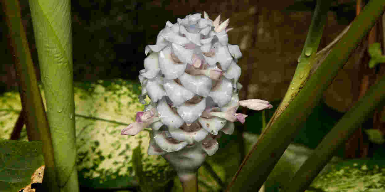 Een rode bloem die niet rood is