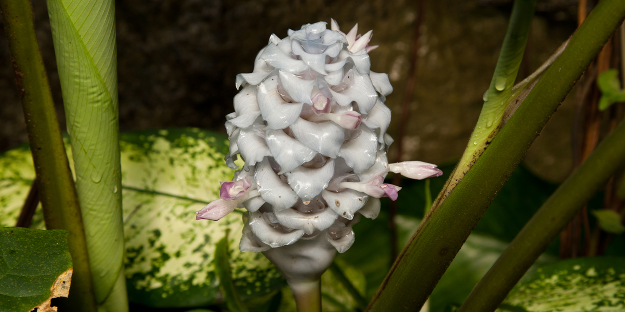Een rode bloem die niet rood is