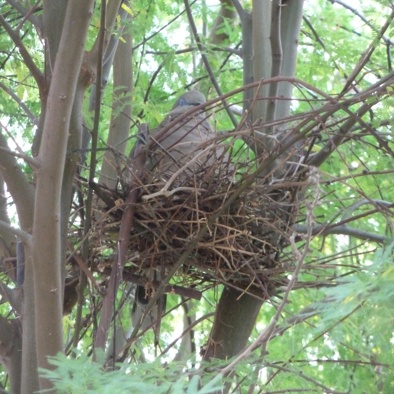 Over de voortplanting