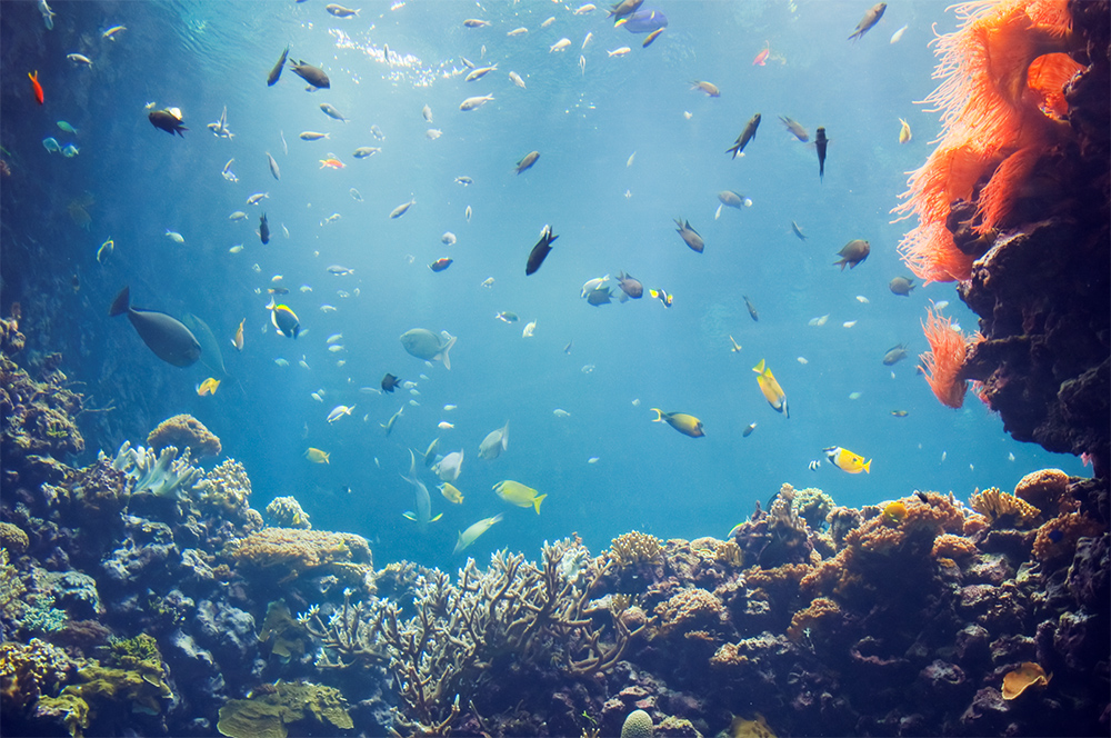 Een kijkje nemen bij de Ocean achter de schermen