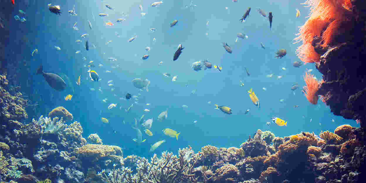 Het tropisch koraalrif van de Ocean