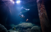 Groot onderzoek naar welzijn van vissen in aquaria