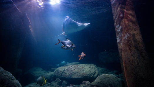 Groot onderzoek naar welzijn van vissen in aquaria