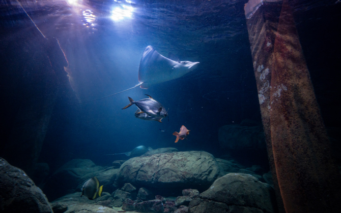 Groot onderzoek naar welzijn van vissen in aquaria