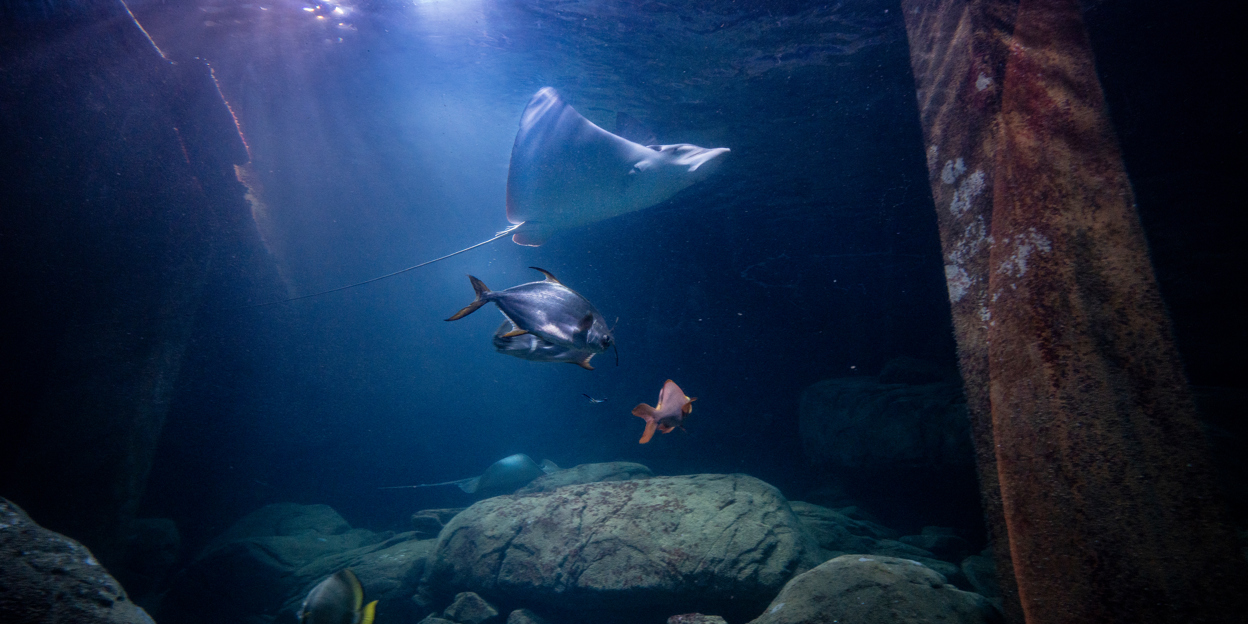 Groot onderzoek naar welzijn van vissen in aquaria