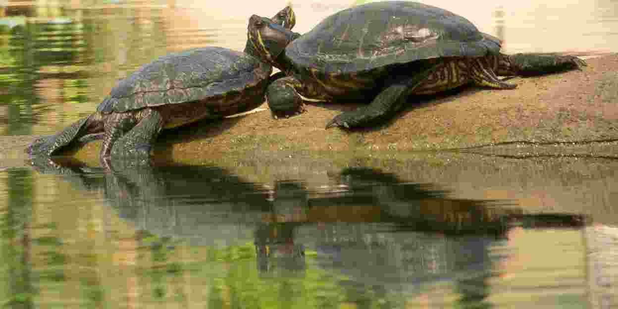 Bijzonder: rivierschildpad kruipt op camera uit ei