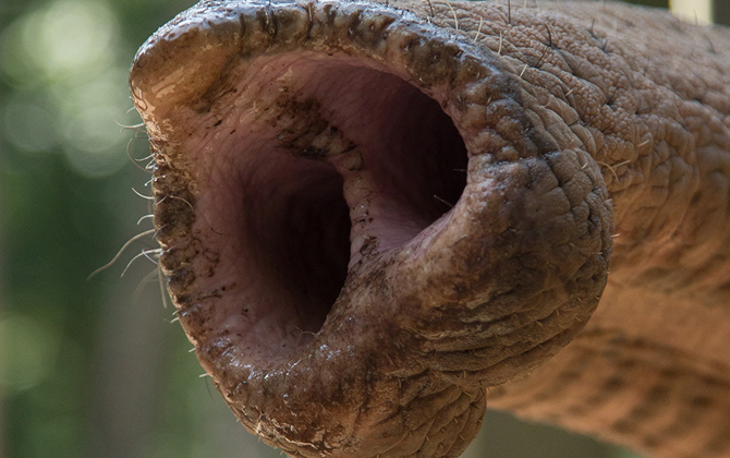 Een update over de olifanten