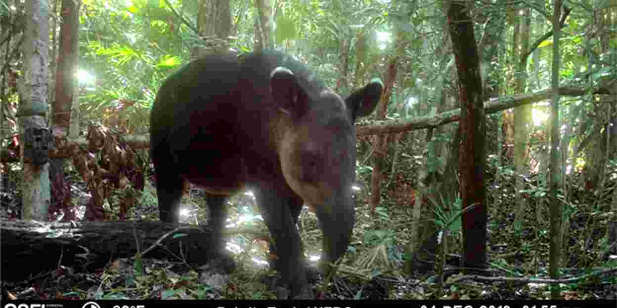 Groene brug vergroot leefgebied jaguar en tapir