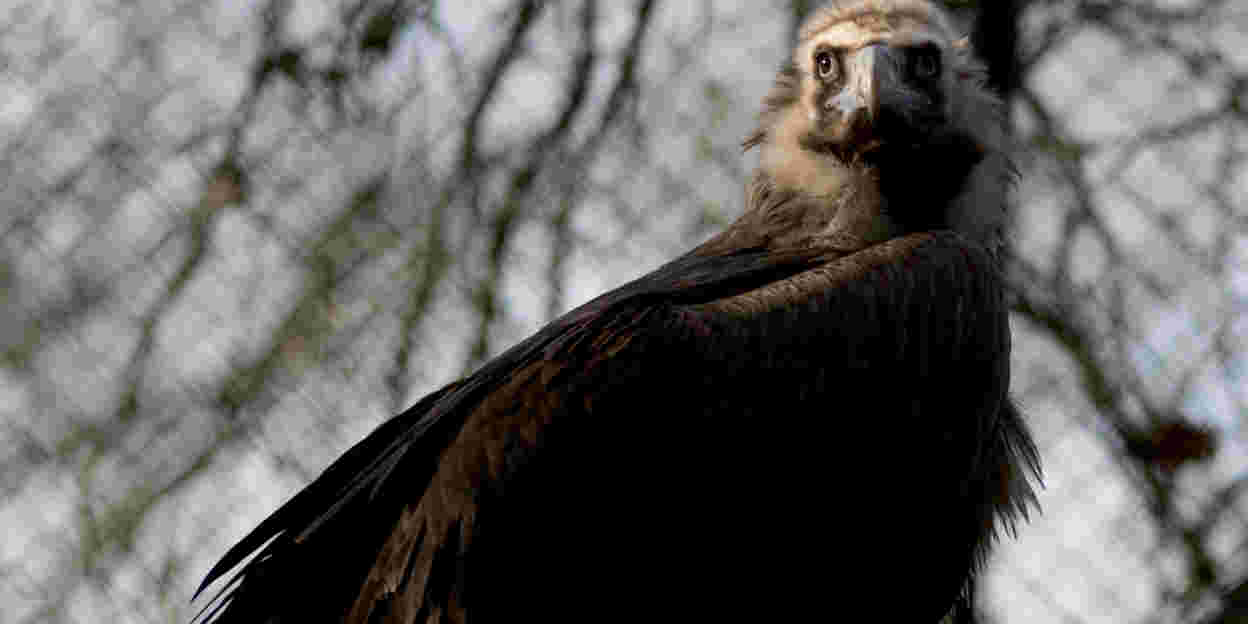 Arnhemse gieren vliegen boven Frankrijk en Bulgarije