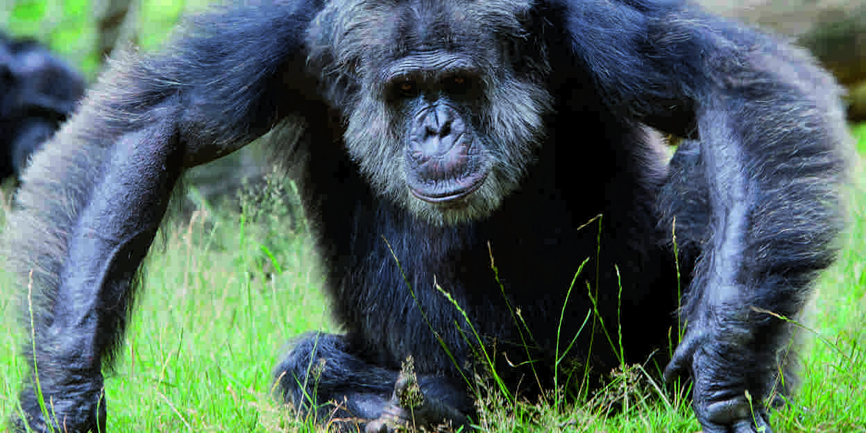 De grote Europese chimpanseepuzzel
