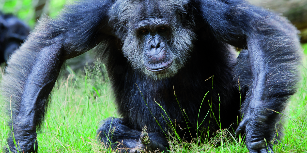 De grote Europese chimpanseepuzzel