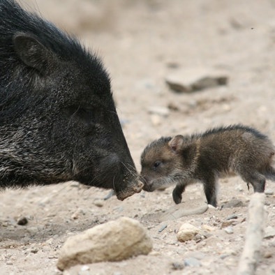Over de voortplanting