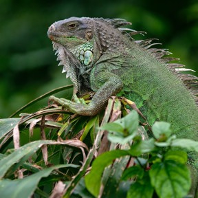 Groene leguaan